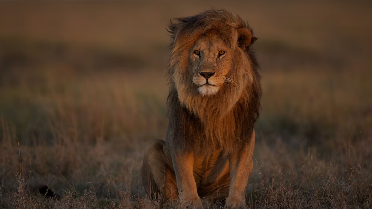 Lion sitting in field with wind in mane